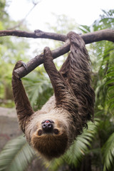 two-toed sloth on the tree