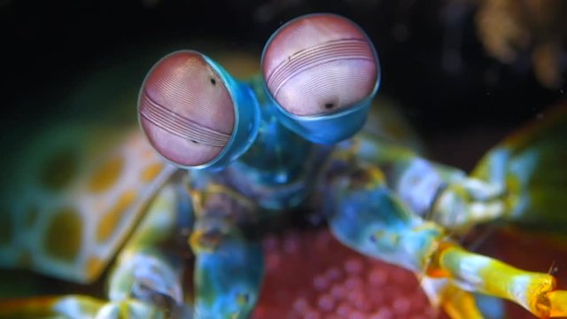 Peacock mantis shrimp eyes move fast and fun