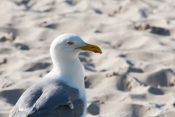Seagull shown up close