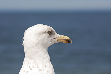 The seagulls head