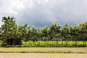 Rubber tree (Hevea Brasiliensis) in green rice field