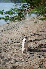 Naklejka na ściany i meble Siberian Husky on the lake in the park