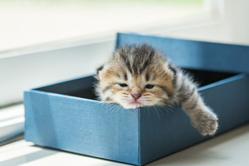 Lazy kitten in box
