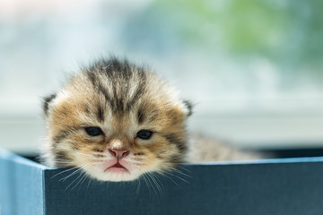 Lazy kitten in box