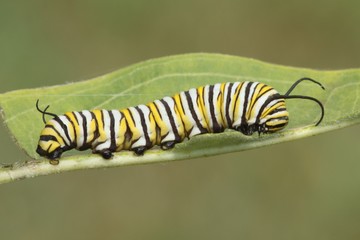 Monarch Butterfly Caterpillar (danaus plexippus)