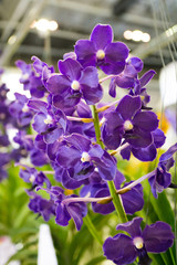 Orchids flower Is considered the queen of flowers in Thailand