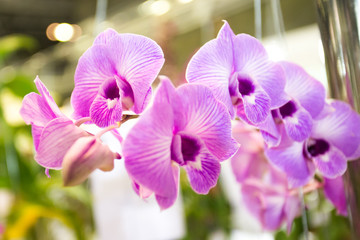 Orchids flower Is considered the queen of flowers in Thailand