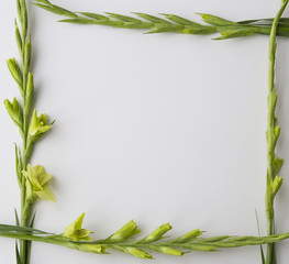 Frame of flowers on white background. Flat lay, top view