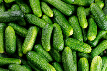 Picked cucumbers