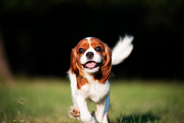 Fototapeta premium Cavalier King Charles Spaniel
