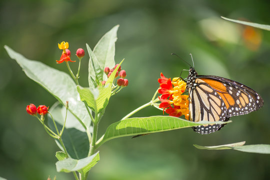 La mariposa Monarca come en la flor de Algodoncillo.