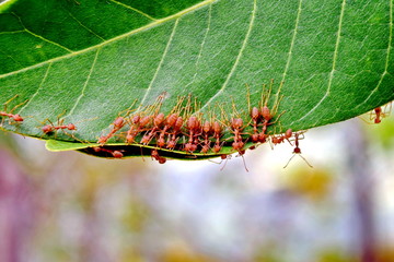 teamwork red ants helping to build the nest.