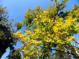 Yellow leaves on tree and blue sky in deciduous forest during autumn