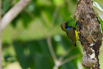 Olive-backed Sunbird Feeding Chicks