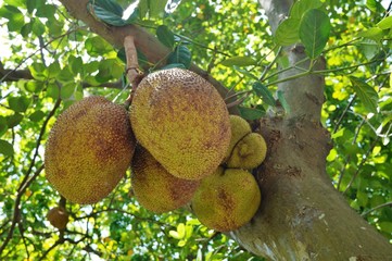 Jackfruit growing on a tree in Vietnam