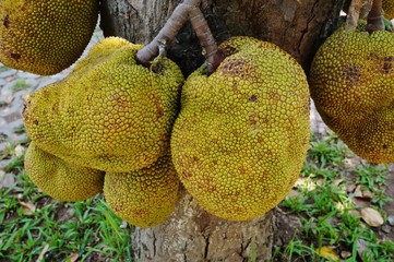 Jackfruit growing on a tree in Vietnam