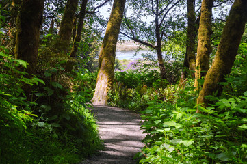 Obraz premium Redwood National Park