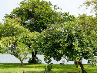 Fototapeta na wymiar Green lawn with trees in park