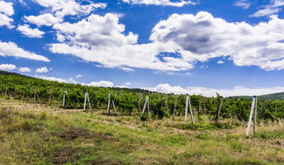 Fototapeta na wymiar View of a vineyard in the Crimea