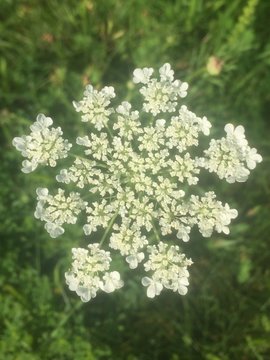 Close up of Queen Anne's Lace