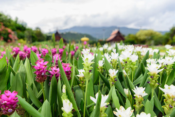 Pink and white Siam tulip flower (Curcuma alismatifolia) blossom