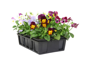 Barquette de Viola cornuta