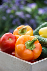 Wooden box with fresh vegetables (tomato, cucumber, bell pepper)