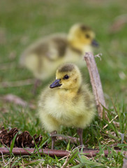 Beautiful photo with a chick of the Canada geese