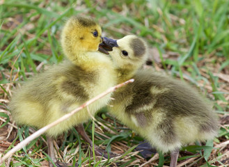 Funny photo of kissing young chicks of the Canada geese
