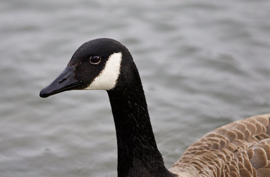 Isolated photo of a cute Canada goose in the lake