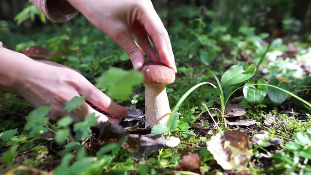 Collect boletus mushrooms in the forest