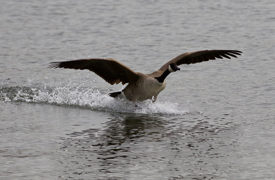 Beautiful isolated image of the landing Canada goose