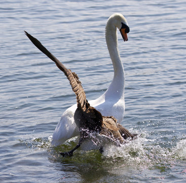 Amazing image with the Canada goose attacking the swan on the lake