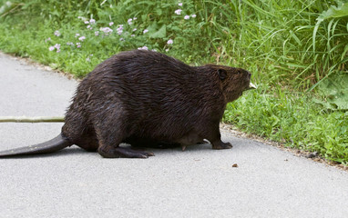 Detailed closeup of a funny North American beaver in front of the grass © MrWildLife