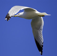Beautiful isolated image of a flying gull