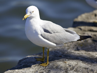 Background with a gull staying on the shore