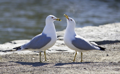 Fototapeta na wymiar Cute pair of gulls on the shore