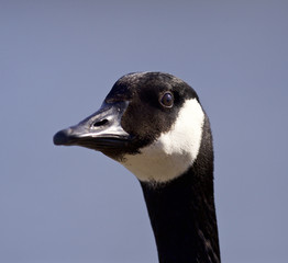 Funny portrait of a cute Canada goose