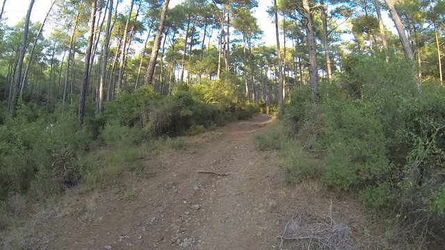 Top view of the beautiful pine forest. Forest trees woods plants nature summertime. Drone takes off aerial shot. Flight through the branches in forest. 
