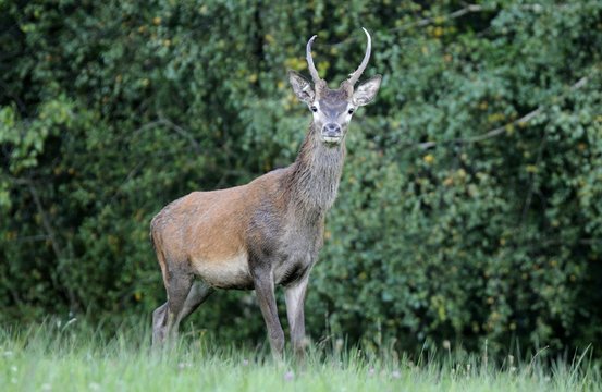 Red deer