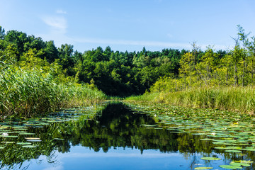 romantic river with water lilies