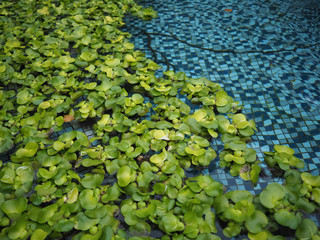 Water hyacinth in the pool