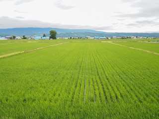 Barley field