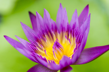 close up of the purple lotus flower in the pond