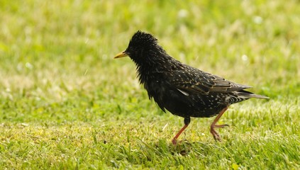 starling