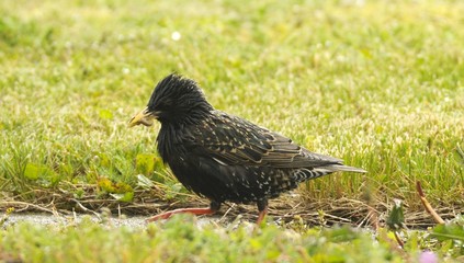 starling