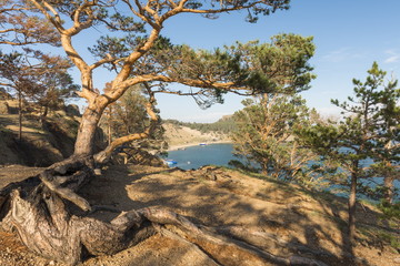 Кривая сосна на крутом берегу