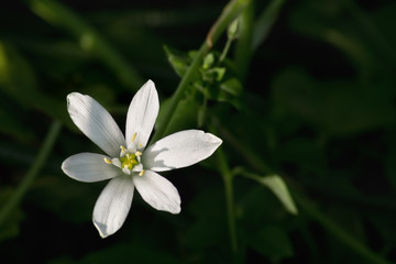 Obraz na płótnie Canvas white forest flower closeup on a green background