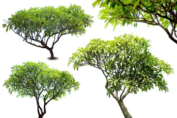 Gordijnen Green fresh leaf on center group branches, white background isolated. (Frangipani, Plumeria, Temple Tree, West Indian Jasmine, Pagoda Tree, P. pudica L., P. rubra L.) © tikisada