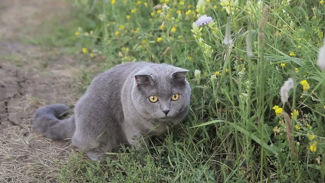 Cat of the British breed on green grass